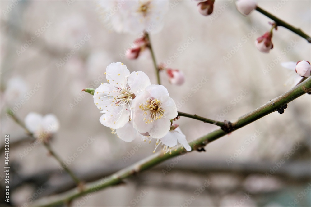 Spring Cherry blossoms
