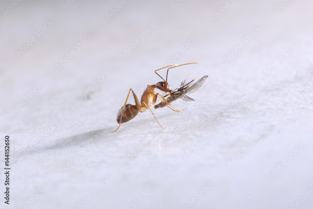 Ant eating mosquito, on white background Ant eating mosquito, on white background