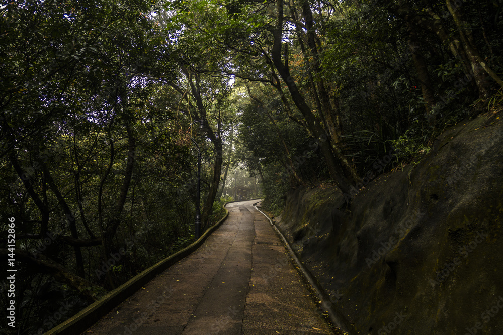 Fototapeta premium Dense jungle