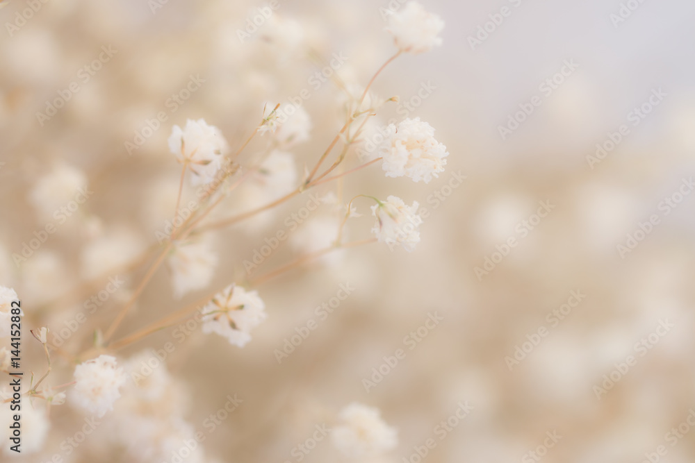 Burred flower background