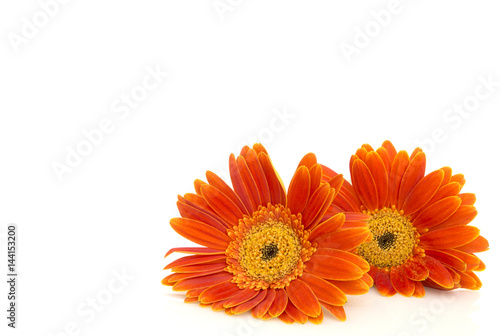 Fototapeta Naklejka Na Ścianę i Meble -  Orange gerbera daisy (transvaal) flowers closeup.