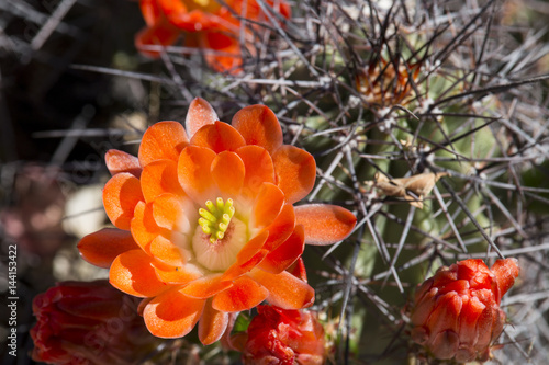 Beautiful blooming wild desert cactus flowers. photo