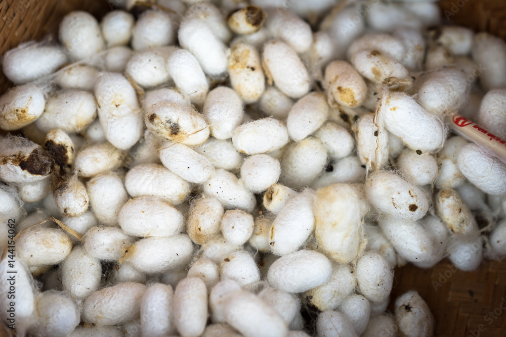The silk cocoon, nesting of the silkworm. The silk cocoon, nesting of the silkworm.