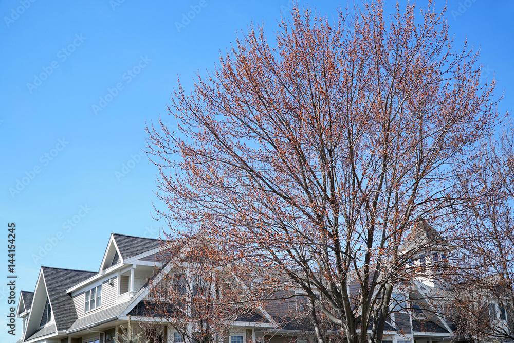 spring tree with red buds in residential community spring tree with red buds in residential community