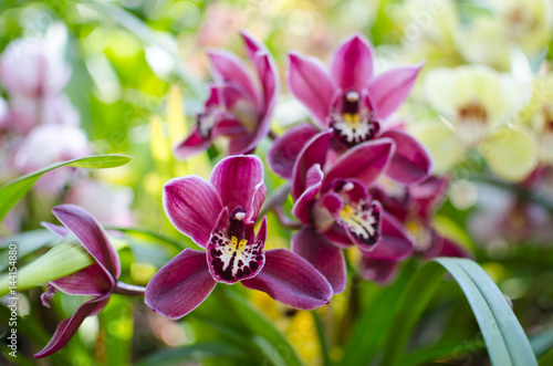 Orchirds of maroon color on yellow-green background photo