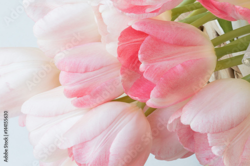fresh pink tulips. © Supitchamcadam