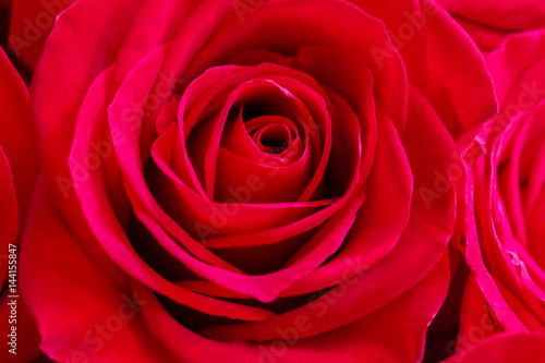 red rose close up 
