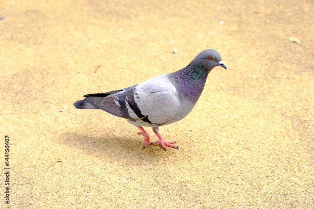 rock dove or rock pigeon is a member of the bird family Columbidae. In common usage, this bird is often simply referred to as the rock dove or rock pigeon is a member of the bird family Columbidae. In common usage, this bird is often simply referred to as the