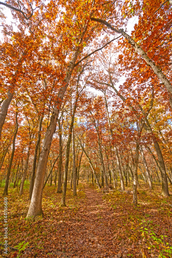 Naklejka premium Forest Path in the Fall