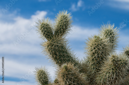 Cholla cactus in Arizona desert.