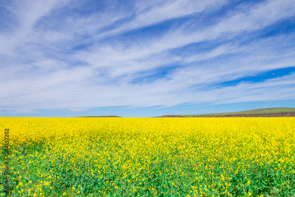 wild yellow flower field and blue sky.