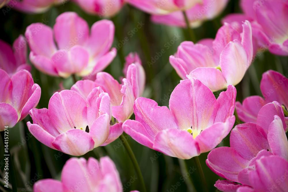 Fototapeta premium チューリップ