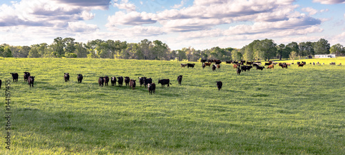 Heifers in ryegrass panorama