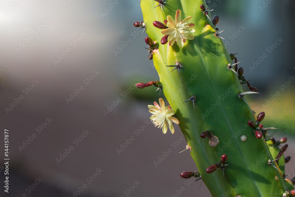 Beautiful blooming wild desert white cactus flowers. Beautiful blooming wild desert white cactus flowers.