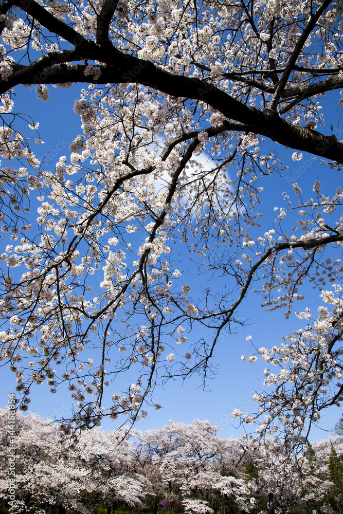 Obraz premium 桜