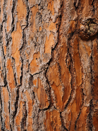 Texture of tree bark in the forest, natural texture.