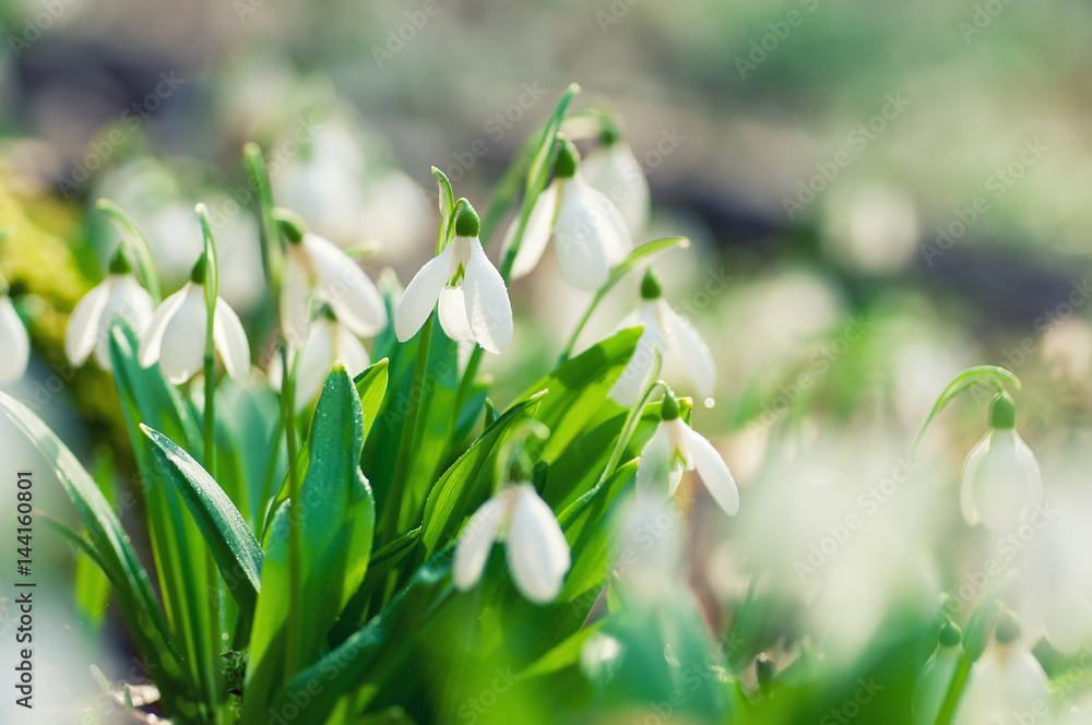 Beautiful snowdrops in spring forest Beautiful snowdrops in spring forest
