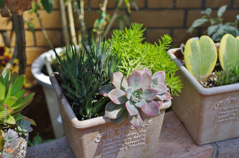 多肉植物の苗と寄せ植えstock Photo Adobe Stock 多肉植物の苗と寄せ植えstock Photo Adobe Stock