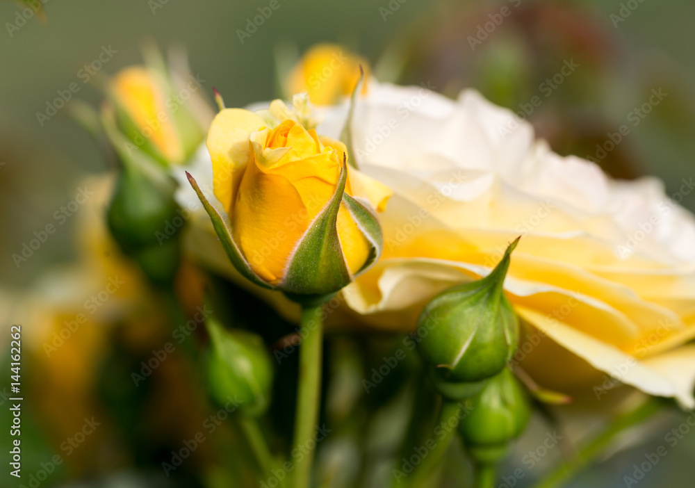 Yellow Rose on the Branch in the Garden Yellow Rose on the Branch in the Garden