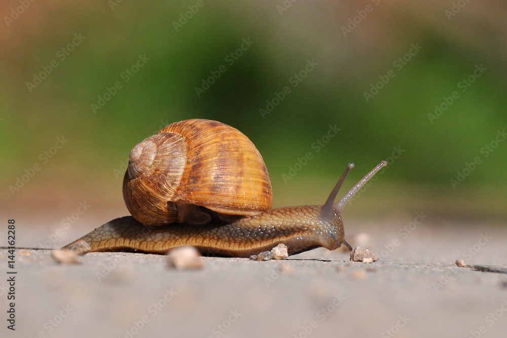 Snail crawling on the asphalt road. Burgundy snail, Helix, Roman snail, edible snail or escargot crawling Snail crawling on the asphalt road. Burgundy snail, Helix, Roman snail, edible snail or escargot crawling
