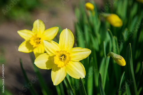 Fototapeta Naklejka Na Ścianę i Meble -  Daffodils. Yellow flowers in the garden. Gardening. Seedling plant. Agriculture concept.
