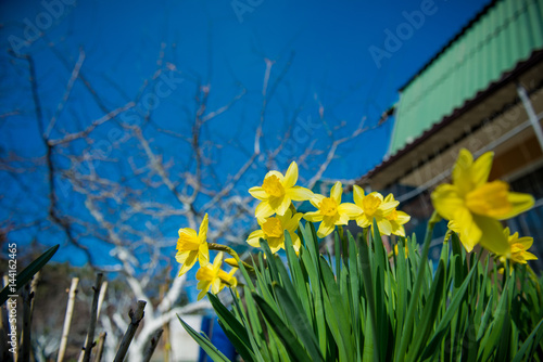 Fototapeta Naklejka Na Ścianę i Meble -  Daffodils. Yellow flowers in the garden. Gardening. Seedling plant. Agriculture concept.
