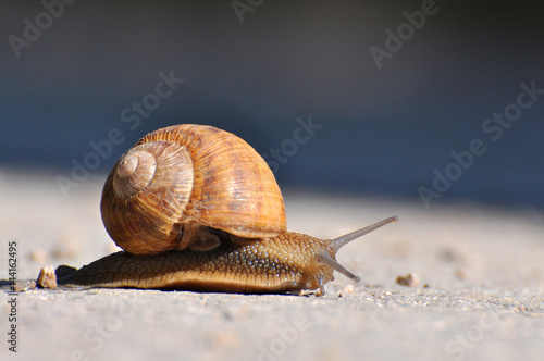Snail crawling on the asphalt road. Burgundy snail, Helix, Roman snail, edible snail or escargot crawling © Ivan
