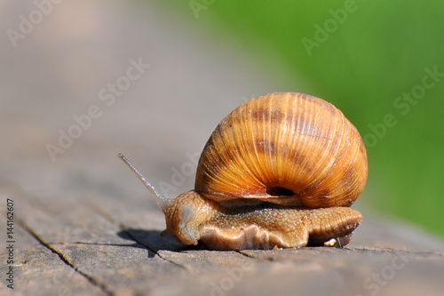 Snail crawling on old tree trunk. Burgundy snail, Helix, Roman snail, edible snail or escargot crawling