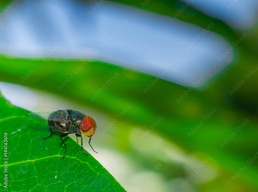 Naklejka premium Dirty Common housefly viewed from up high, Musca domestica