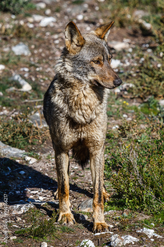 Lobo Ib  rico hembra. Canis lupus signatus.