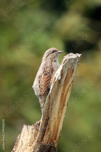 The Eurasian wryneck  Jynx torquilla  sitting on the dry trunk