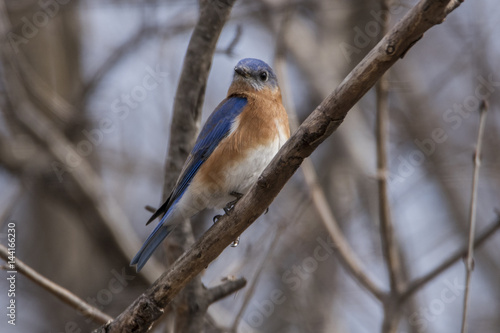 blue bird on a stick