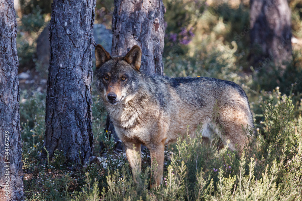 Canis lupus signatus. Lobo Ibérico macho. Canis lupus signatus. Lobo Ibérico macho.