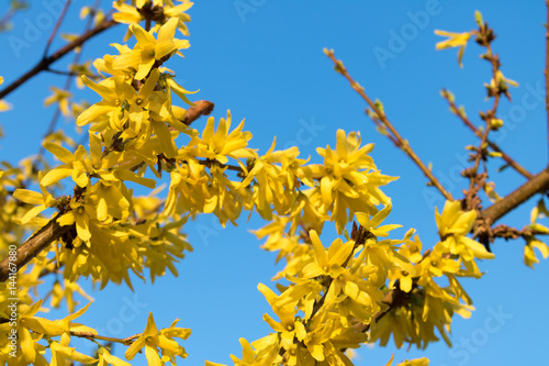Forsythia, Forsythien, Frühjahr, Frühling - Gelb blühende Forsythie