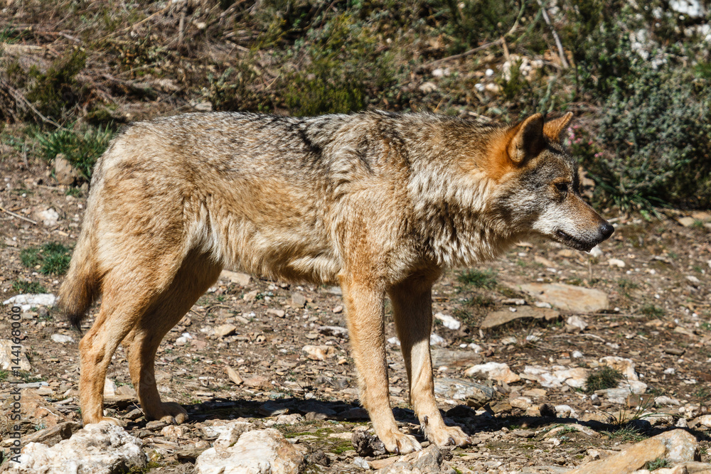 Lobo Ibérico. Canis lupus signatus. Lobo Ibérico. Canis lupus signatus.