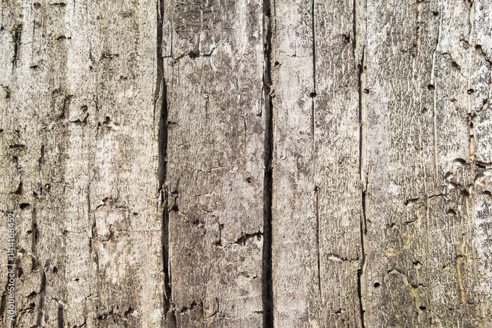 Obraz premium old wood texture