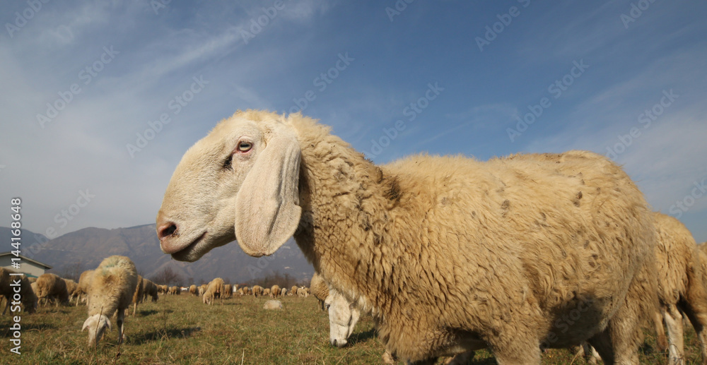Fototapeta premium white sheep of a large flock grazing in winter