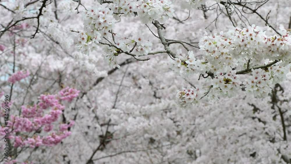 日本の美 桜の花 日本の美 桜の花
