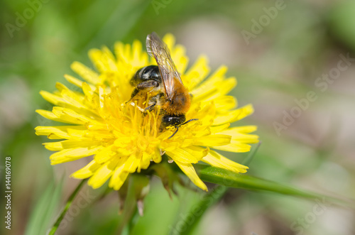 Fleißiges Bienchen © schlemmerfilet