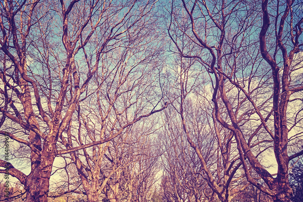 Plane trees alley, retro stylized picture Plane trees alley, retro stylized picture