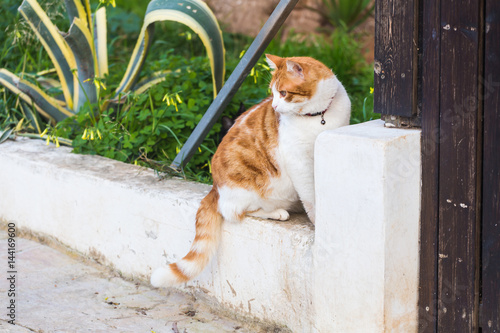 Concept of pets - Orange and white tabby cat with collar outdoor