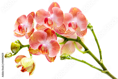 Orchid flower isolated on white