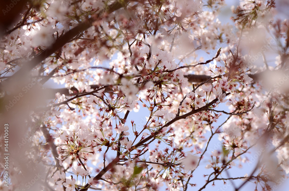 Cherry blossoms Cherry blossoms