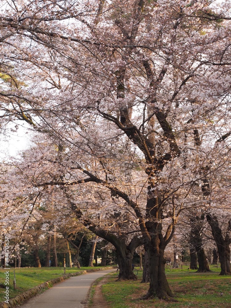 Japanese　ｃherry blossoms in Omiya Park