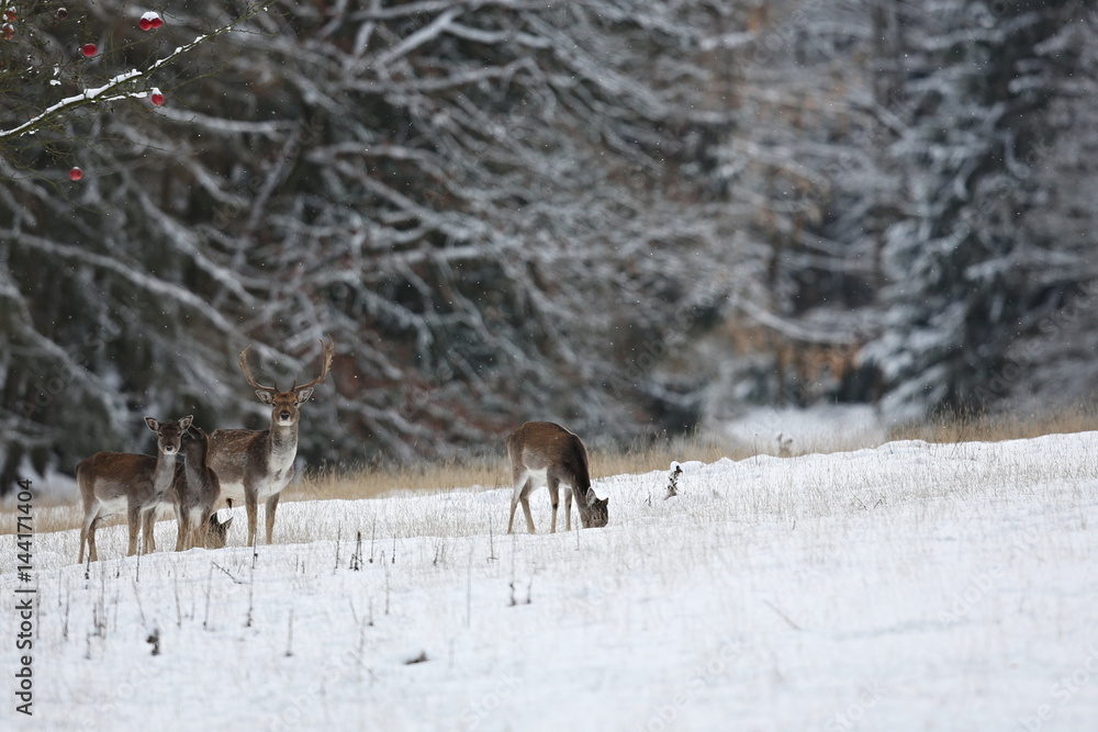 Big and beautiful fallow deer in the nature habitat in Czech Republic/on white snow during winter time Big and beautiful fallow deer in the nature habitat in Czech Republic/on white snow during winter time