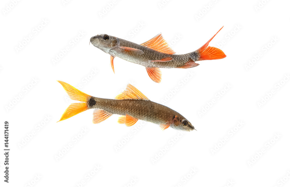 aquarium fish Red Tail Shark (Labeo bicolor) on white background Stock