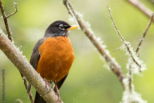 American Robin (Turdus migratorius), also known as "robin red-breast", perched on a tree branch in spring.