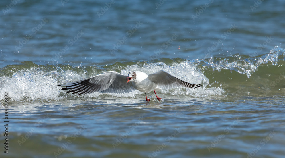 Fototapeta premium Möwe über der ostsee