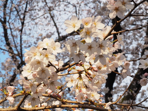 Cherry blossoms in Ueno Park