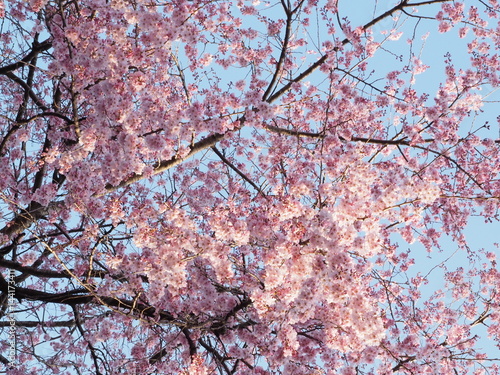 Cherry blossoms in Ueno Park